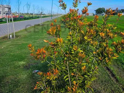 Terrenos Ecotierra Pueblo Ester