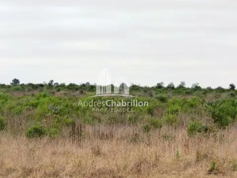 Campo Forestal En Venta