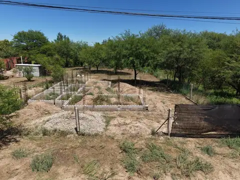 Dr Luis Torre Amaral