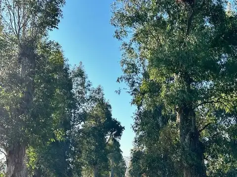 Aristóbulo del Valle 1300