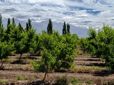 Finca en  Venta en Tunuyán