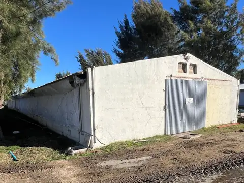 Venta Granja Avícola en campo de 3 Has la Floresta