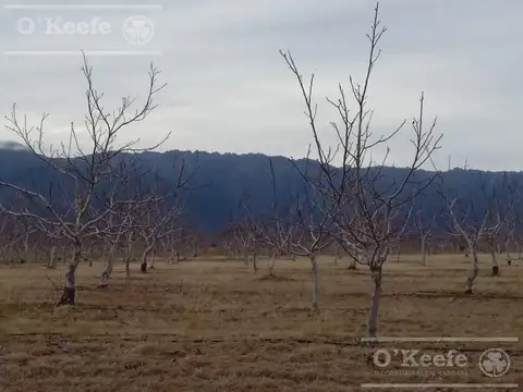 Finca en venta de 45 has, Cortaderas, San Luis