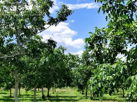 Finca en venta de 45 has, Cortaderas, San Luis