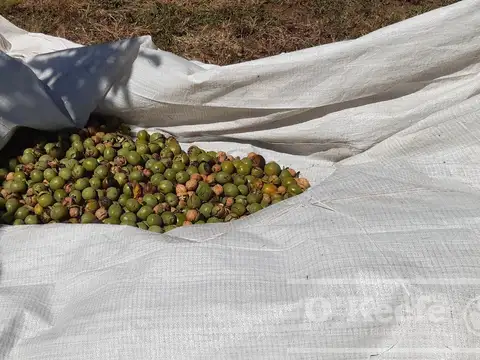 Venta de 44 has de excelentes Nogales  Cortaderas, San Luis