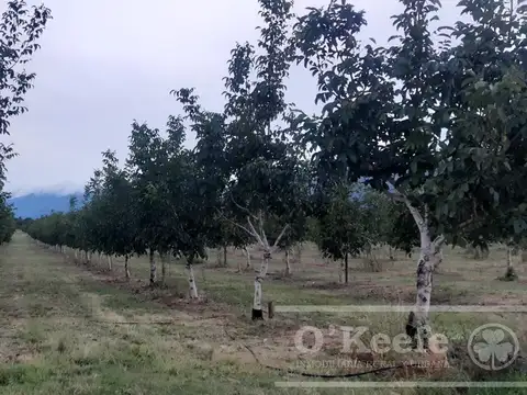 Venta de 44 has de excelentes Nogales  Cortaderas, San Luis
