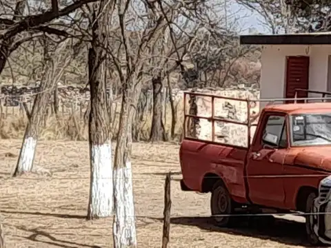 VENDO CAMPO 320 HECTÁREAS
