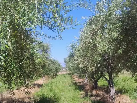 REMAX VENDE HERMOSA FINCA EN COQUIMBITO MAIPU