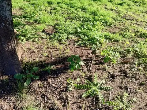 Terreno en Venta de 462,0 m2