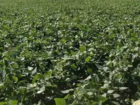 Campo en venta - 719 Hectáreas - Salta