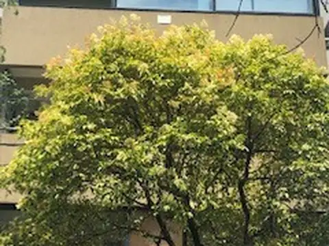 EXCELENTE DEPARTAMENTO MUY LUMINOSO EN UNA DE LAS MEJORES ZONAS DE LA CIUDAD 