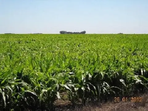 Campo  en Venta en Darragueira, Puán, Resto de la Provincia