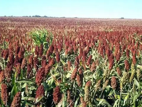 Puan, Buenos Aires Interior 100