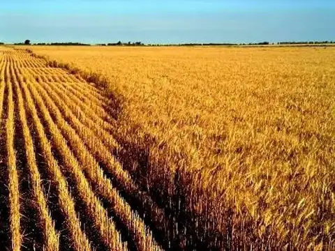 Campo  en Venta en Darragueira, Puán, Resto de la Provincia