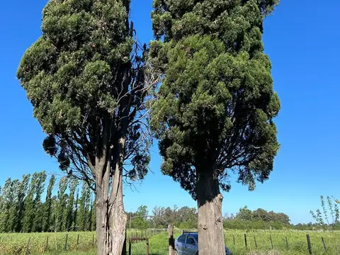 Venta - Campo 23 ha - con casco a metros de ruta 8 - bajada Gaynor - .