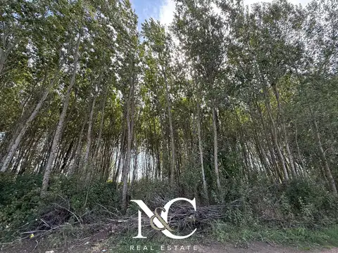 Terreno en Venta 37  mts Fondo