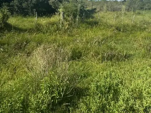Campo 140 hectareas Mixto Sauce Corrientes
