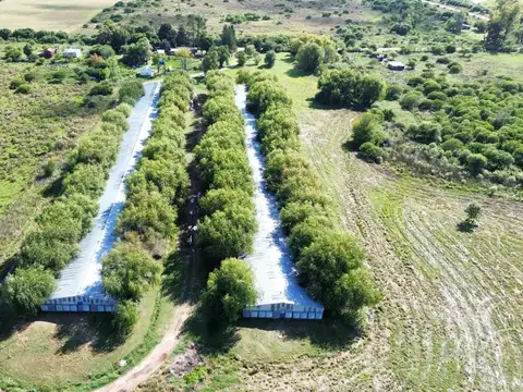 Vendo Granja Avicola en Concepción Del Uruguay, Entre Ríos.
