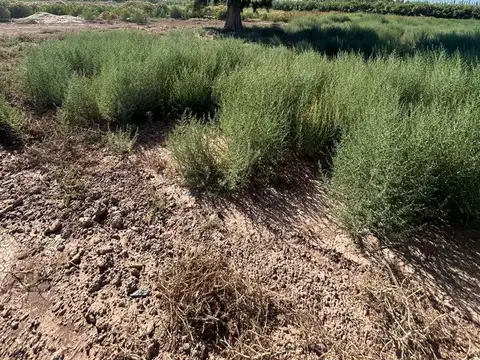 Finca En Venta en Colonia Segovia. 7,5 Has