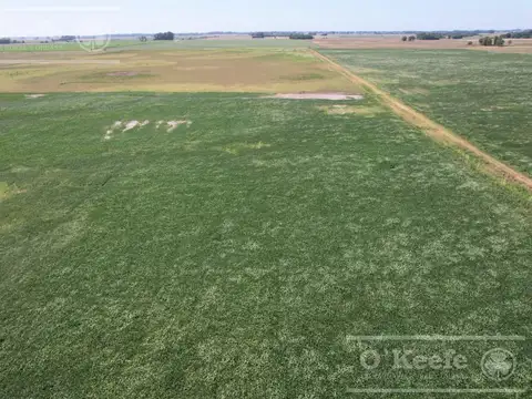 Campo mixto de 246 has en Saladillo