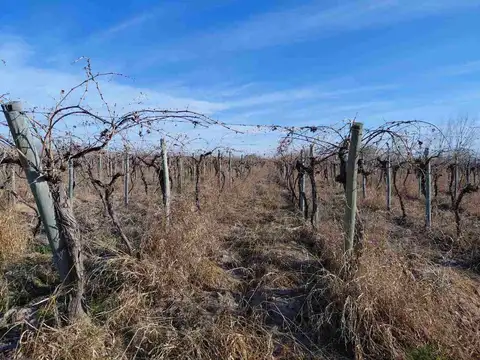 Venta Finca 5,9 Ha N. Californ. San Martin Mendoza