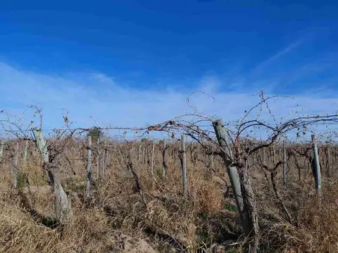 Carril Chimbas km 33