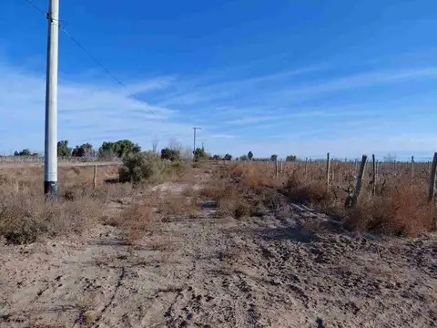 Venta Finca 5,9 Ha N. Californ. San Martin Mendoza