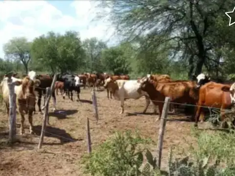 Monte agrícola, cerca de ruta