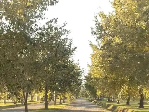 Terrenos y Lotes en Venta en Coronel Brandsen [Cod: ]