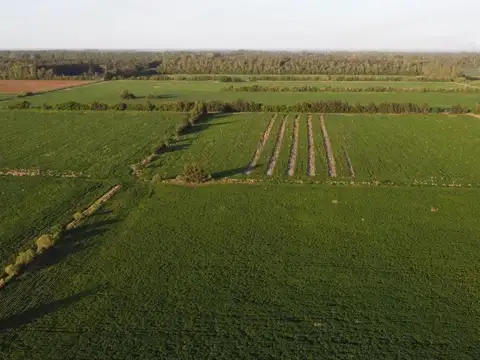 4 chacras de 6 has agrícolas en VENTA, Gobernador Castro