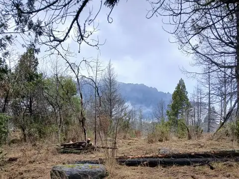 cerca del bosque 2950