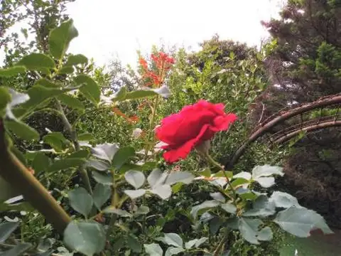 Lote de 885 m2 en venta en excelente zona de Ranelagh