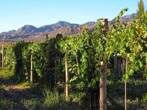 Finca s/lote 50 Has- Venta- Calingasta- San Juan