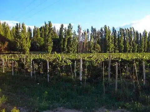 Finca s/lote 50 Has- Venta- Calingasta- San Juan