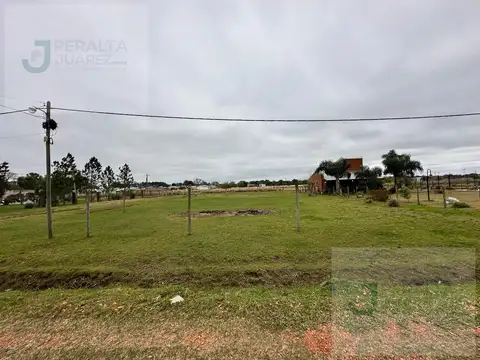 Las Violetas y Las Orquideas