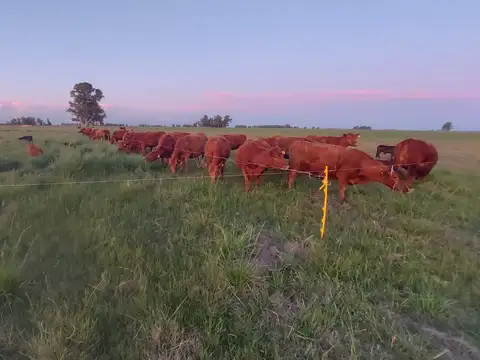 Campo en Venta con Alambrado