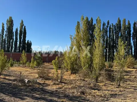 Bejarano 1700 - Los Alamos Mzna M, Lote 100