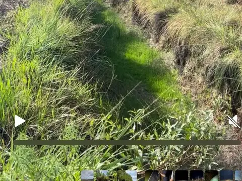 350 hectareas de pinos con 11 años (2 podas s/ resinar), Puerto Valle