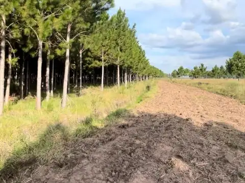 350 hectareas de pinos con 11 años (2 podas s/ resinar), Puerto Valle