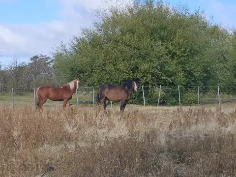 Campo en  Chubut - Patagonia