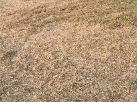 Doctora Elvira Rawson 100