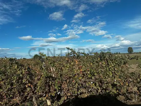 FINCA EN CHAPANAY SAN MARTIN