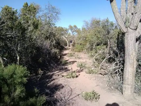 OPORTUNIDAD RUTA 34.  $ 980 la Ha. Añatuya/Herrera. Cutivo. Ganado. 380has. Sin mejoras.