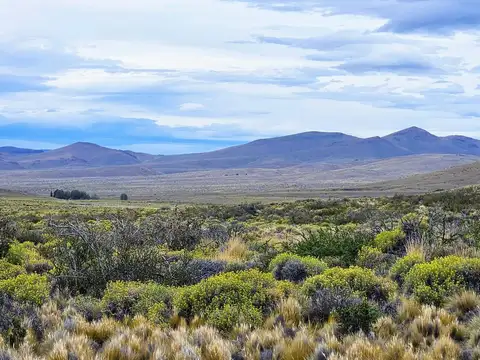 Excelente campo productivo - Gobernador Costa - Chubut