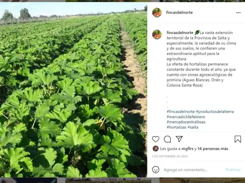 FINCA EN VENTA – COLONIA SANTA ROSA – DE 14 A 28 HA – U$S 15.000 / ha