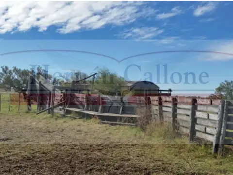 CAMPO DE 255 HAS. EN VENTA EN PEHUAJÓ