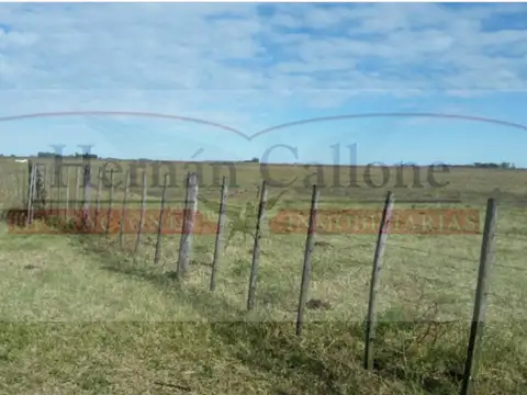 CAMPO DE 255 HAS. EN VENTA EN PEHUAJÓ
