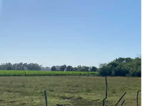 Venta de 11,6 hectareas en Tomas Jofre! Con Arboleda!