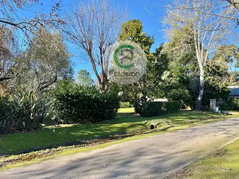 Carola Lorenzini 4950