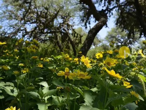 Terreno en Venta en Carpinteria, USD 25.000